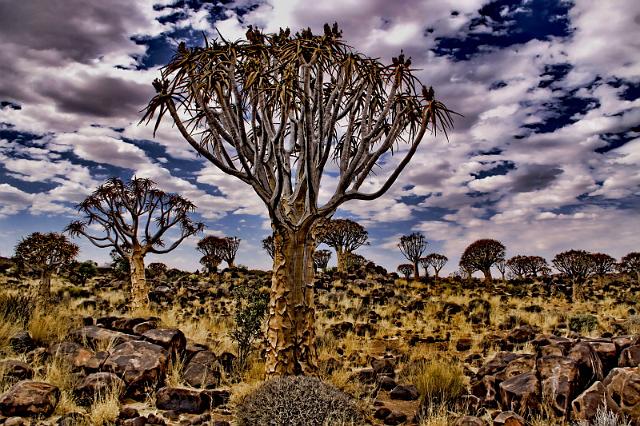 022 Quiver Tree forest, kokerbomen.JPG